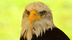 Weißkopf-Seeadler (11).jpg